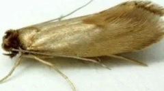 Ako sa zbaviť domu moth